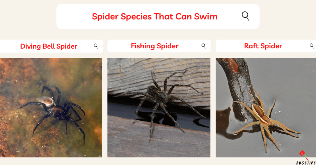 Can Spiders Swim? : Spider Species That Can Swim