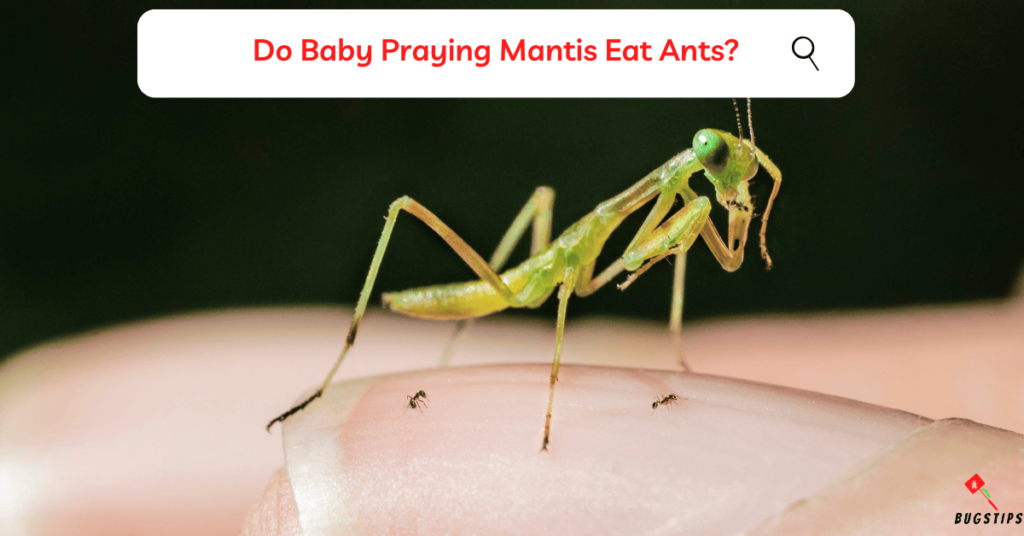 Do Baby Praying Mantis Eat Ants?