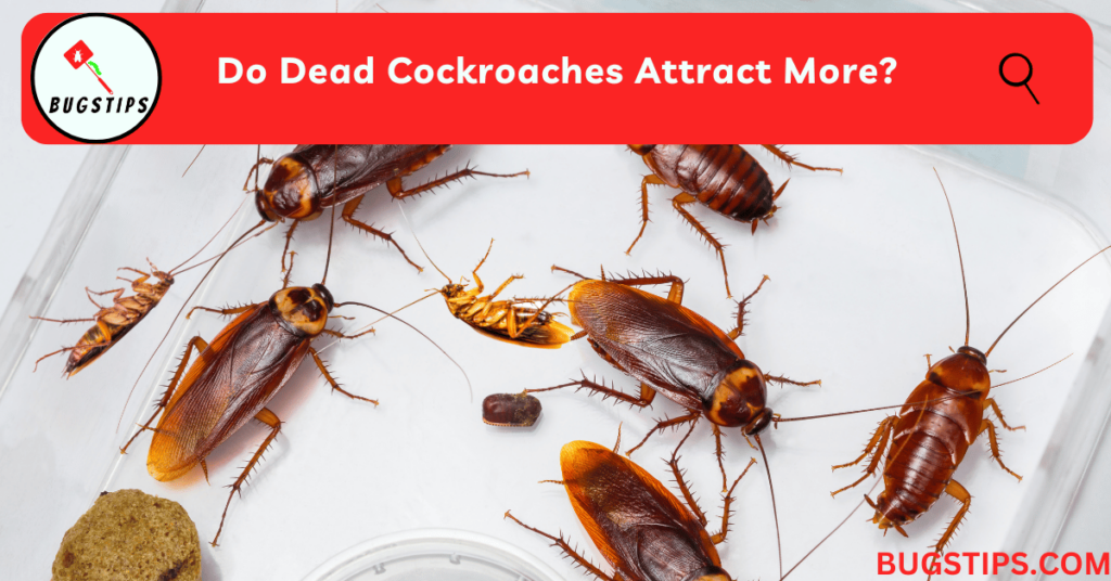 Do Dead Cockroaches Attract More?
