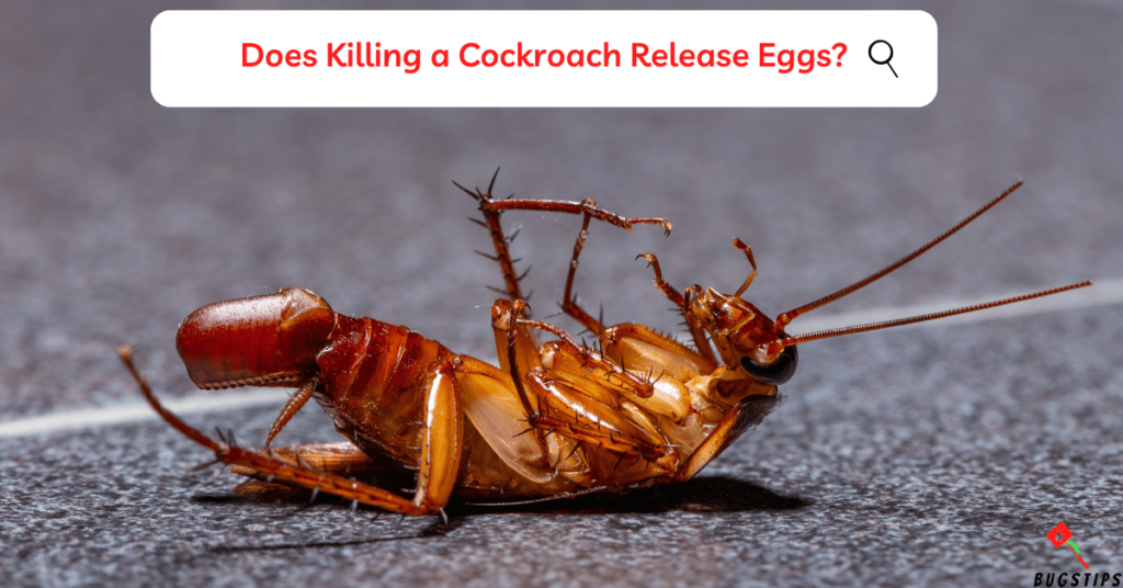 Do Dead Cockroaches Attract More?: Does Killing a Cockroach Release Eggs?