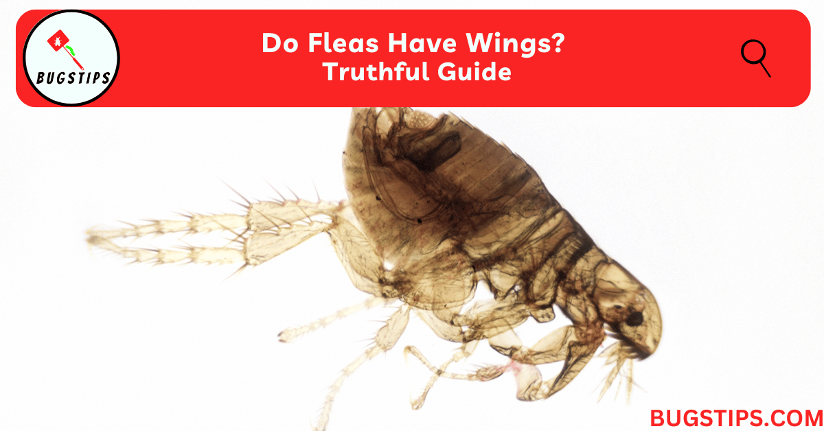 Do Fleas Have Wings? Truthful Guide