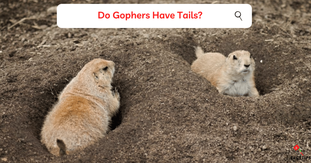 Do Gophers Have Tails?