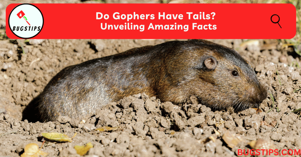 Do Gophers Have Tails