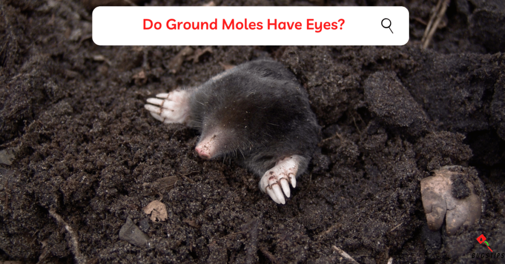 Do Ground Moles Have Eyes?