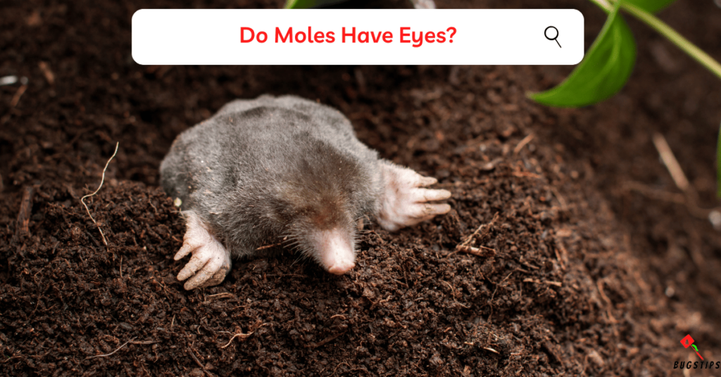 Do Moles Have Eyes 