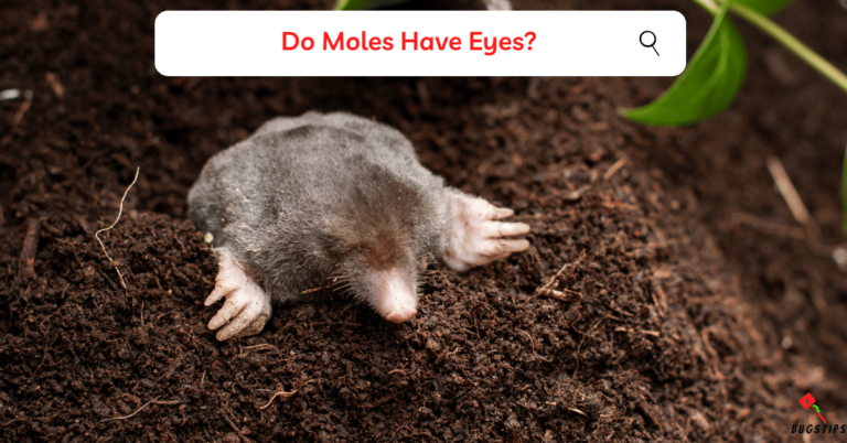 Do Moles Have Eyes? Mystery of Moles' Vision - BugsTips