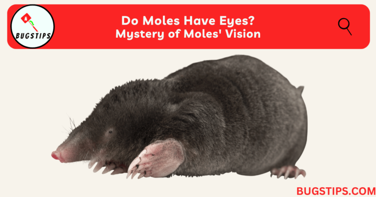 Do Moles Have Eyes? Mystery of Moles' Vision - BugsTips