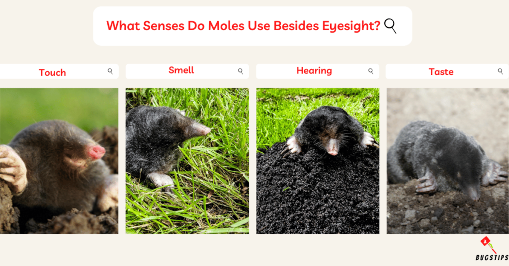 Do Moles Have Eyes? What Senses Do Moles Use Besides Eyesight?