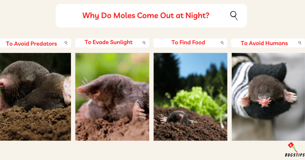 Do Moles Have Eyes? Why Do Moles Come Out at Night?