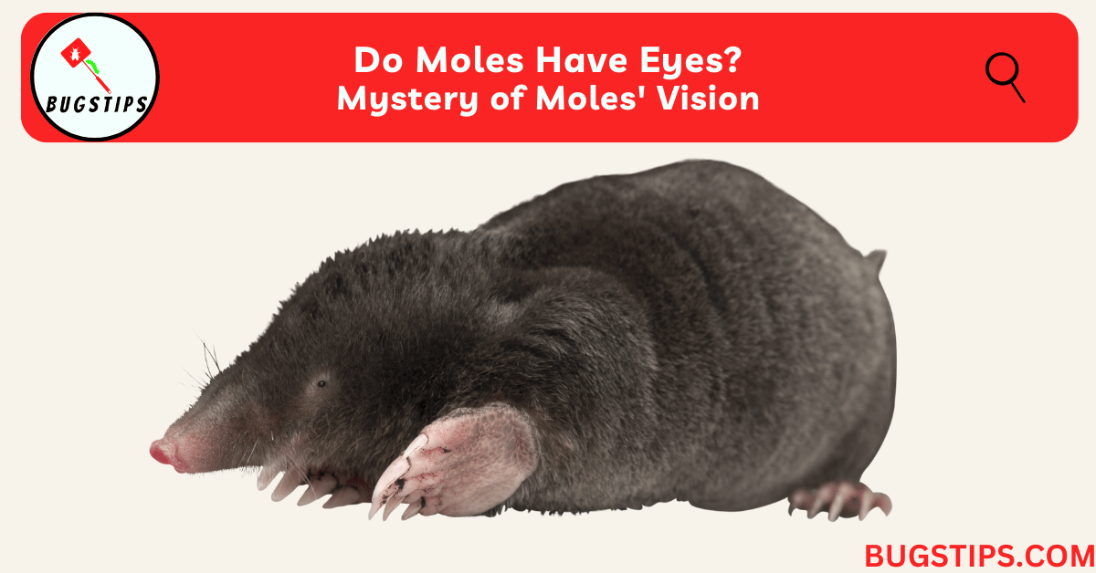 Do Moles Have Eyes?