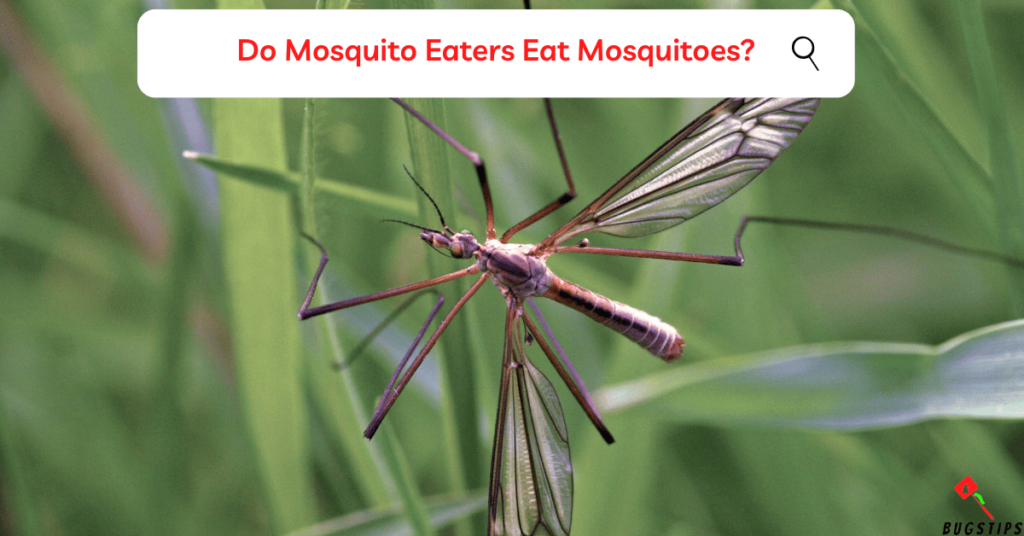 Do Mosquito Eaters Eat Mosquitoes?