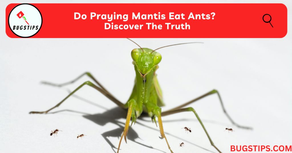 Do Praying Mantis Eat Ants?