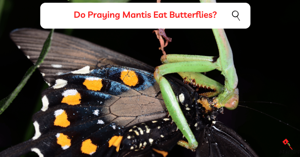 Do Praying Mantis Eat Butterflies?