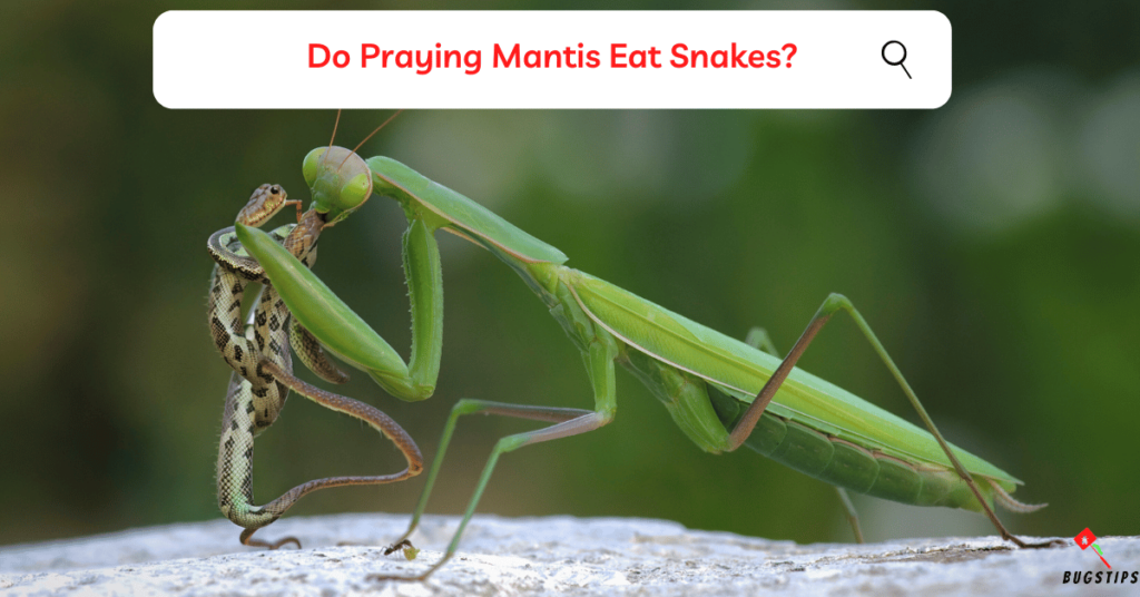 Do Praying Mantis Eat Snakes?