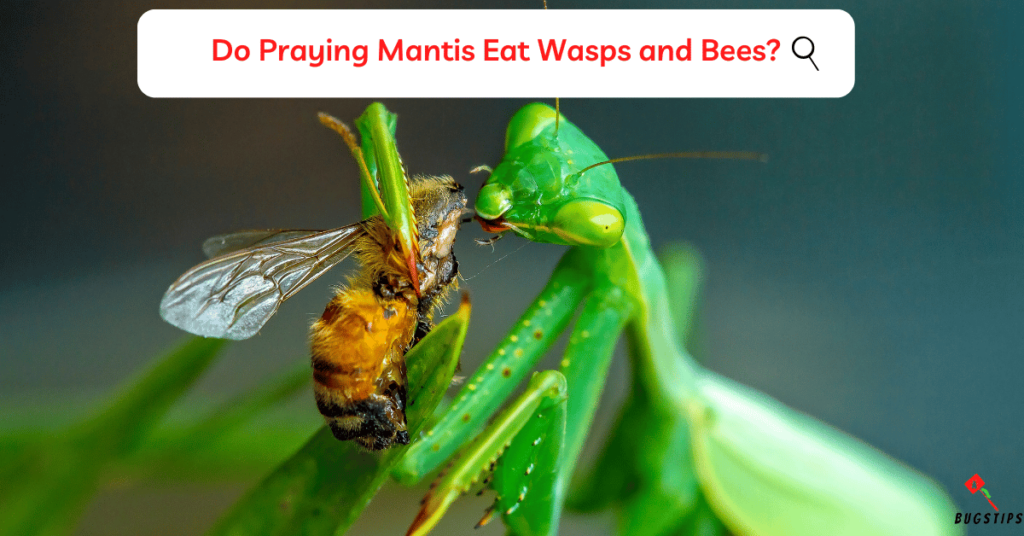 Do Praying Mantis Eat Wasps and Bees?