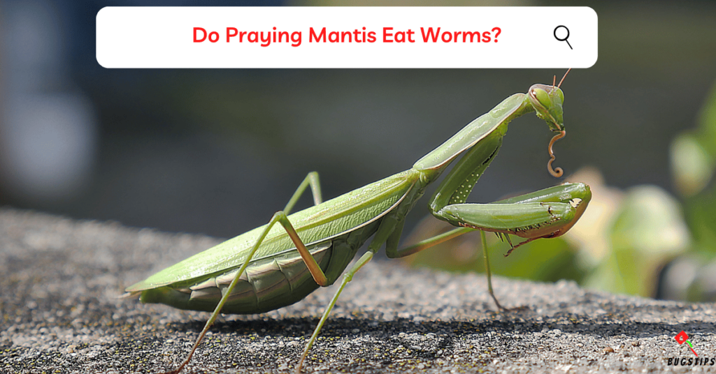 Do Praying Mantis eat worms?