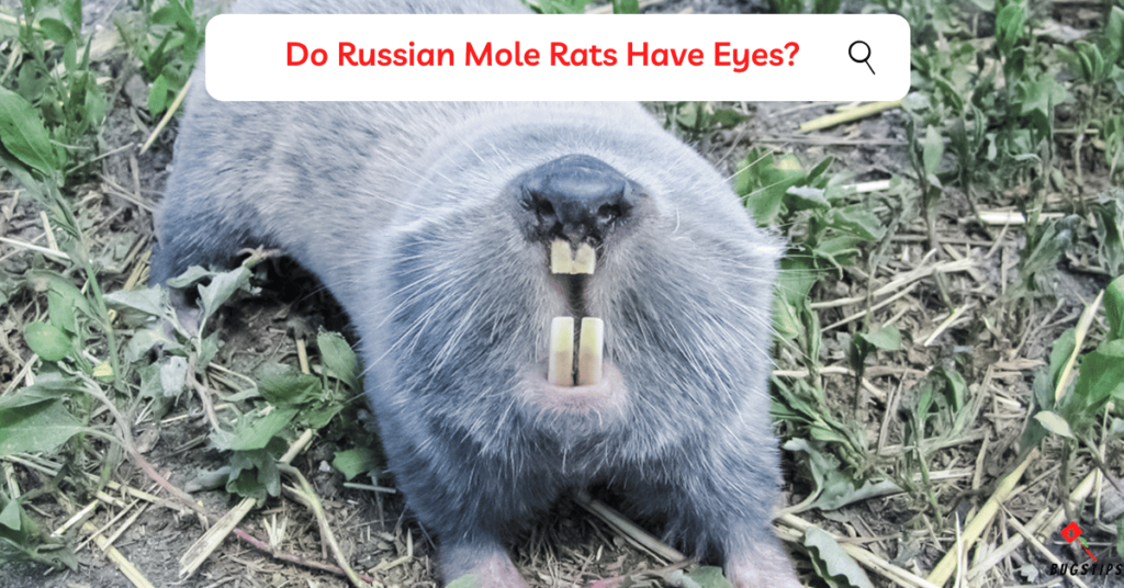 Do Russian Mole Rats Have Eyes?