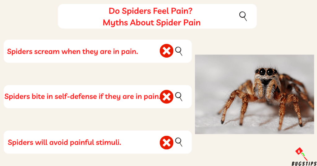 Do Spiders Feel Pain?  Myths About Spider Pain