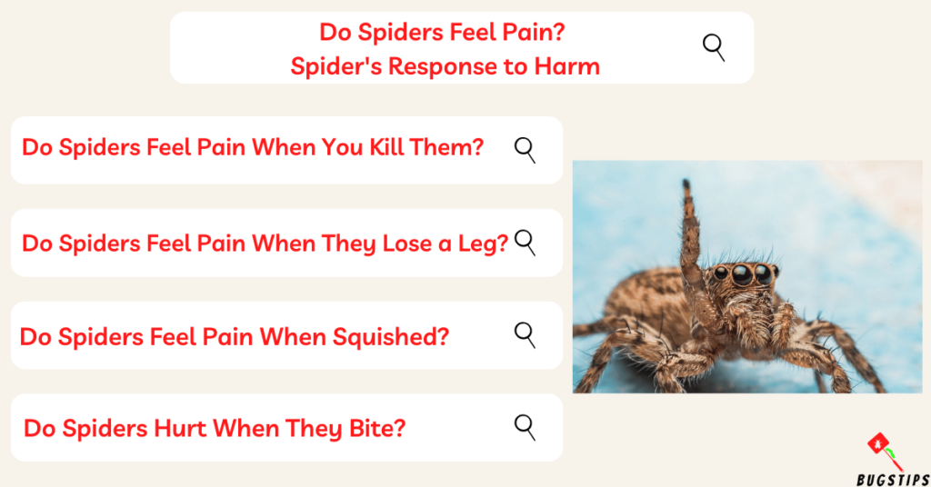 Do Spiders Feel Pain? Spider's Response to Harm