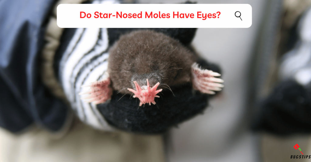 Do Star-Nosed Moles Have Eyes?