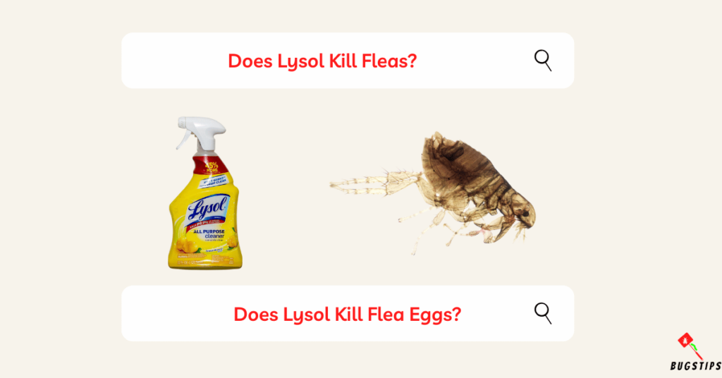 Does Lysol Kill Fleas?