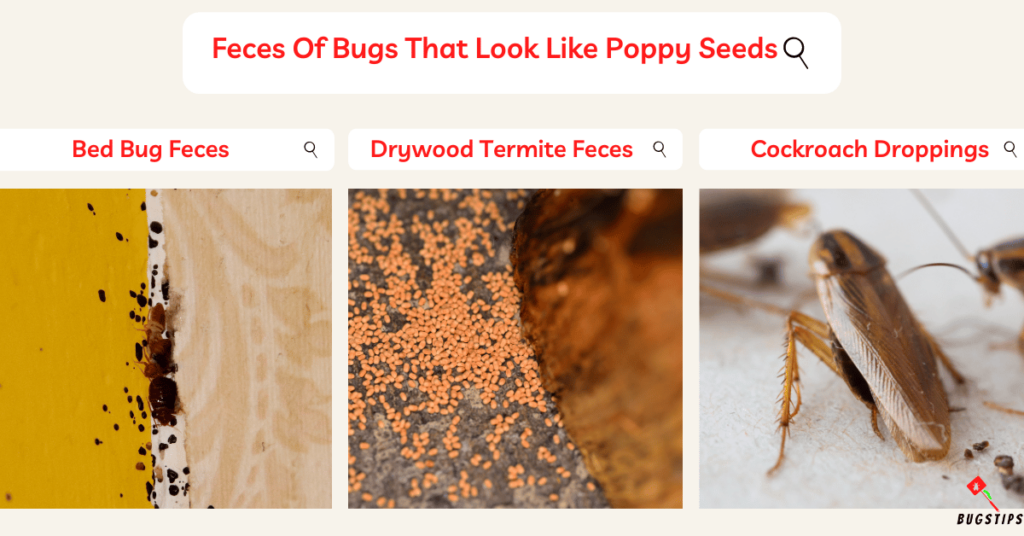 Feces Of Bugs That Look Like Poppy Seeds