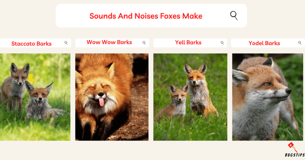 Fox Sounds: Sounds And Noises Foxes Make