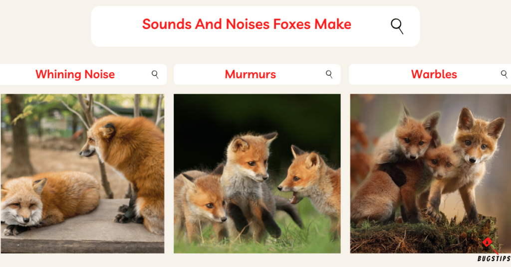 Fox Sounds: Sounds And Noises Foxes Make