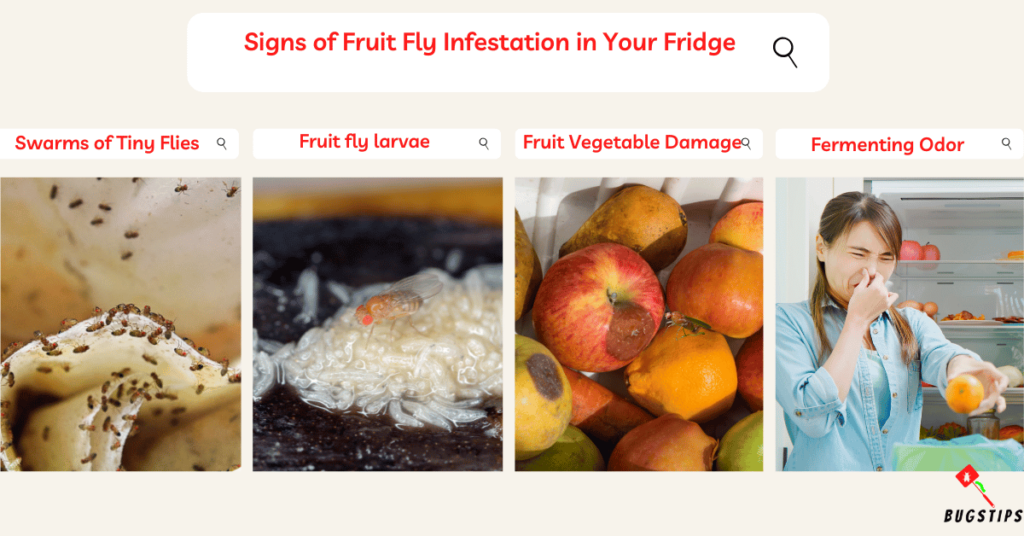 fruit flies in fridge 
: Signs of Fruit Fly Infestation in Your Fridge