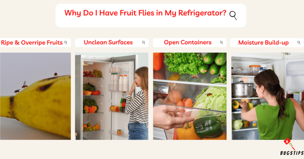 Fruit Flies in Fridge: Why Do I Have Fruit Flies in My Refrigerator?