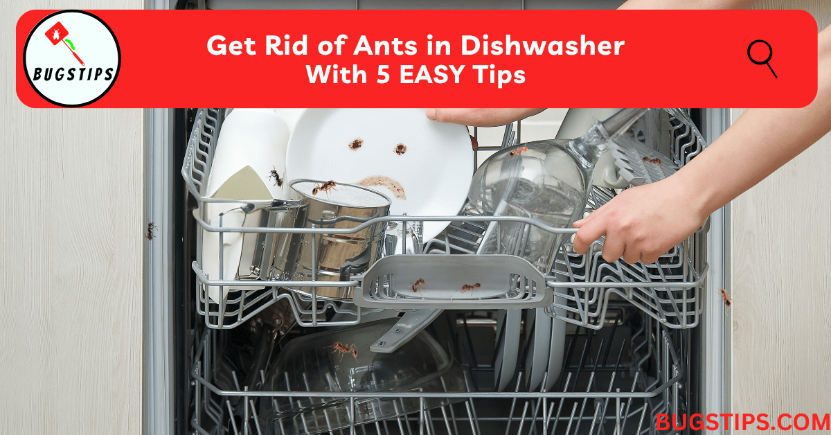 Ants in Dishwasher