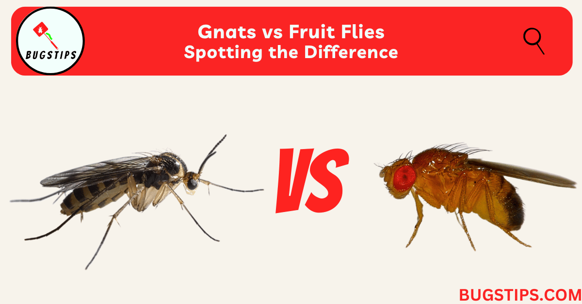 Gnats vs Fruit Flies | Spotting the Difference