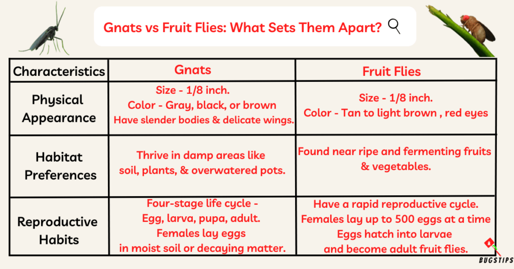 Gnats vs Fruit Flies: What Sets Them Apart?


























































































































































































































































































































































































































































































































































































































































































































































































































































































































































































































































































































































































































































































































































































































































































































































































































































































