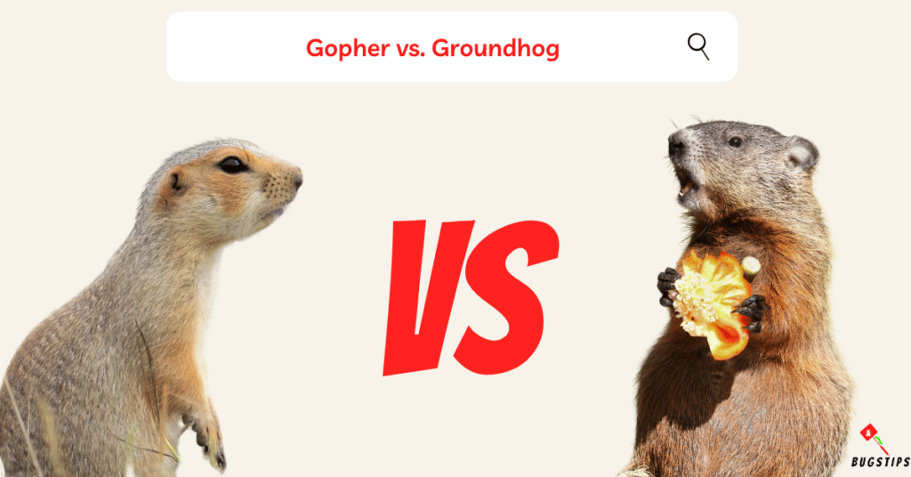Gophers Tails | Gopher vs. Groundhog.