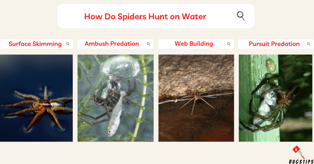 How Do Spiders Hunt on Water