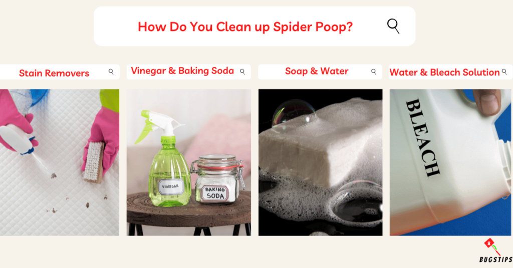 How Do You Clean up Spider Poop?