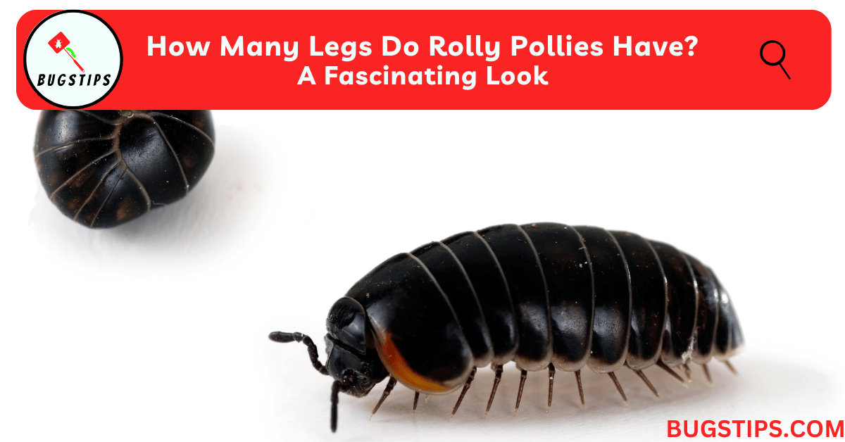 How Many Legs Do Rolly Pollies Have?