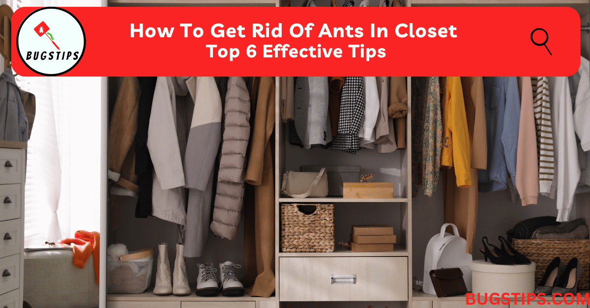 How To Get Rid Of Ants In Closet