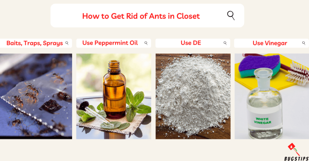 How to Get Rid of Ants in Closet