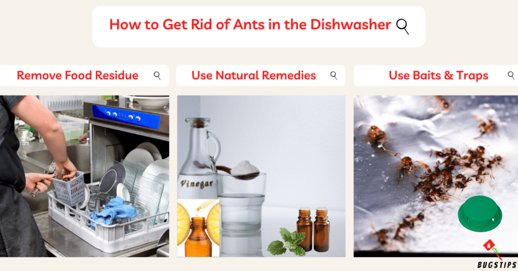 How to Get Rid of Ants in the Dishwasher