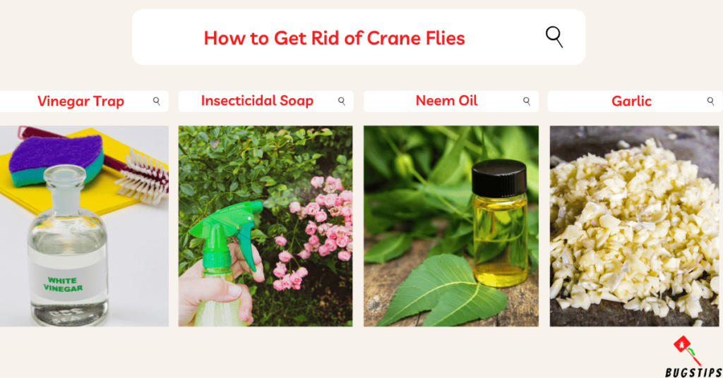 How to Get Rid of Crane Flies :Home Remedies