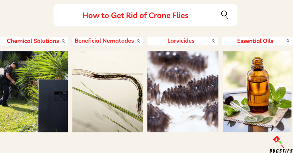 How to Get Rid of Crane Flies
