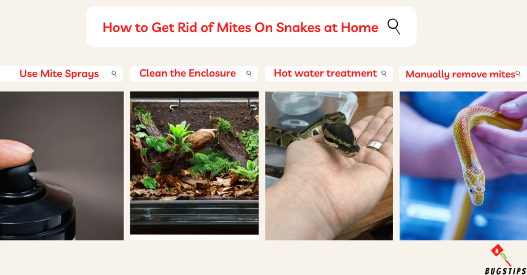 How to Get Rid of Mites On Snakes at Home