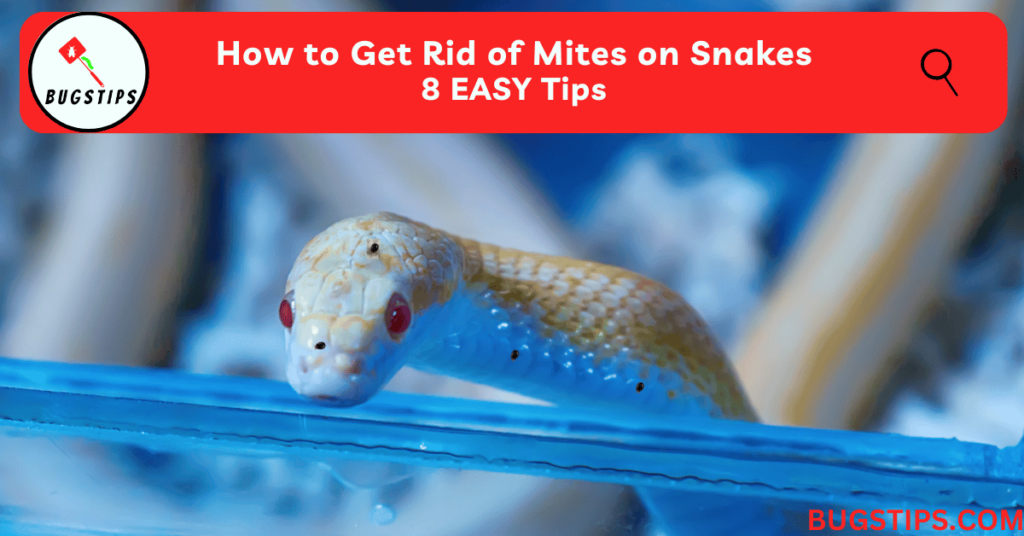 How to Get Rid of Mites on Snakes