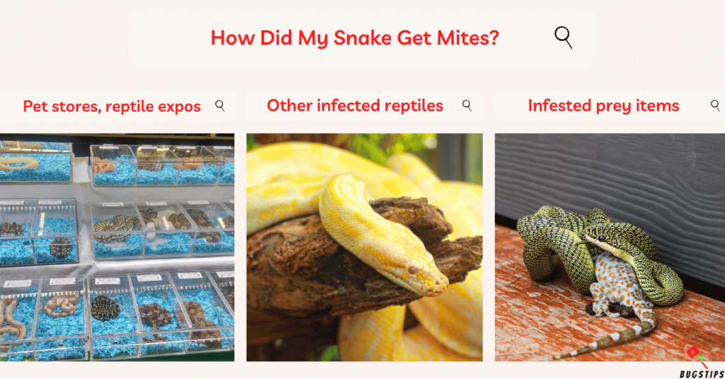 How to Get Rid of Mites on Snakes :How Did My Snake Get Mites