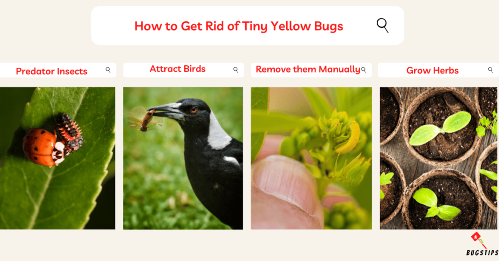 How to Get Rid of Tiny Yellow Bugs