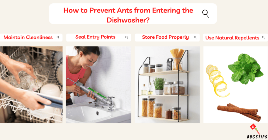How to Prevent Ants from Entering the Dishwasher?