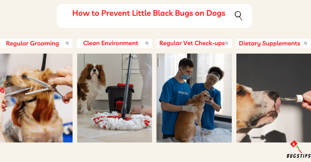 little black bugs on dogs not fleas
: How to Prevent Little Black Bugs on Dogs