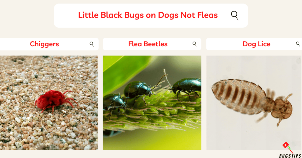 Little Black Bugs on Dogs Not Fleas