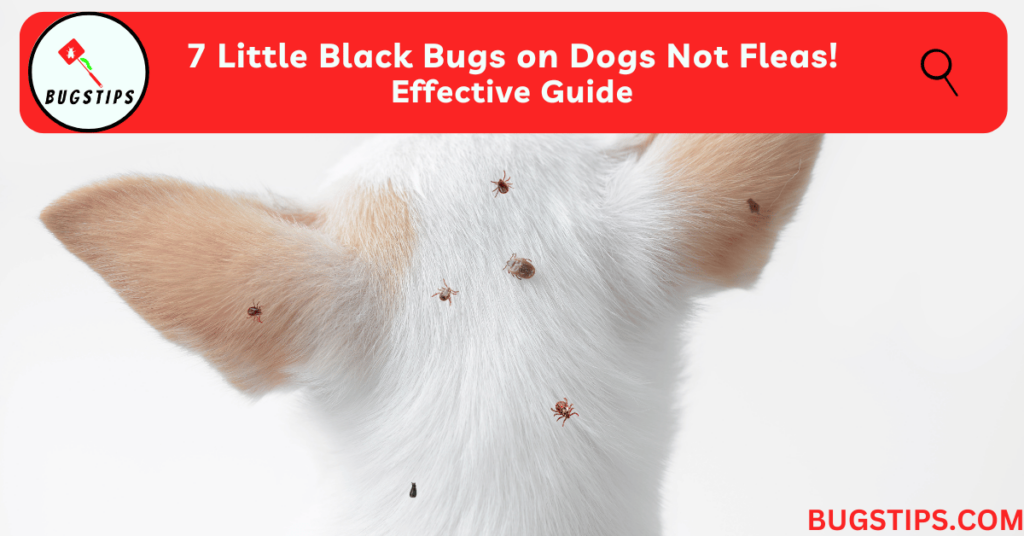 7 Little Black Bugs on Dogs Not Fleas! Effective Guide